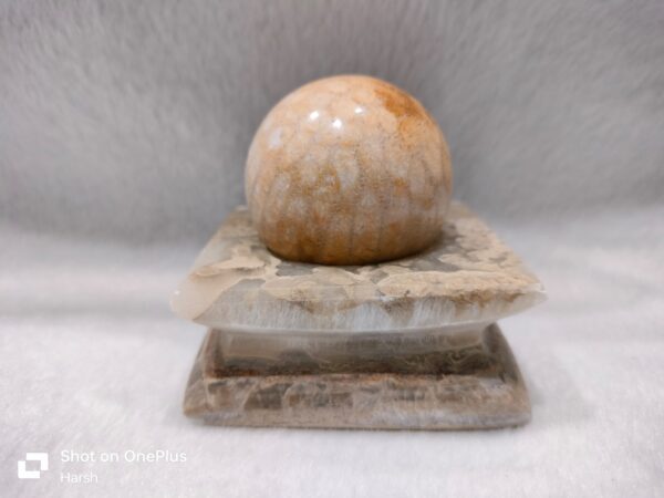 Sea Coral Fossil Sphere