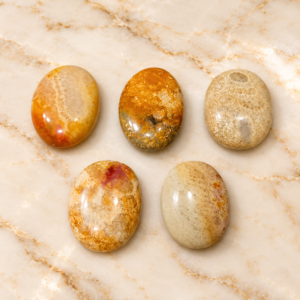 Sea Coral Fossil Lucky Ring Stone
