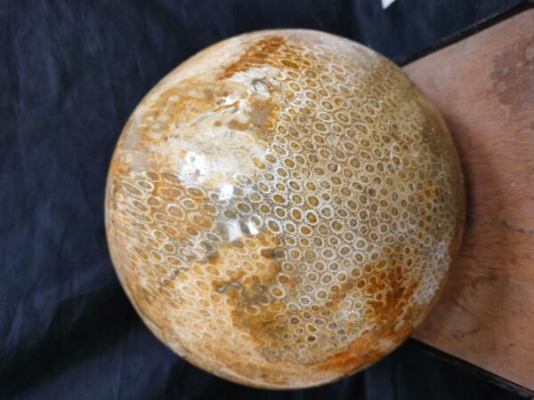 Sea Coral Fossil Sphere