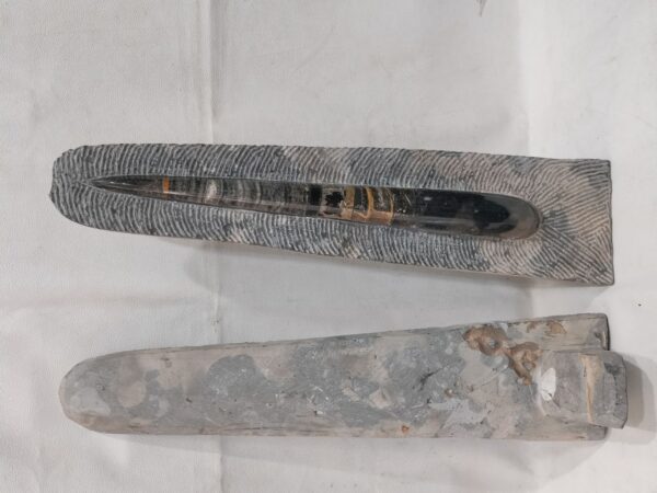 Orthoceras Point
