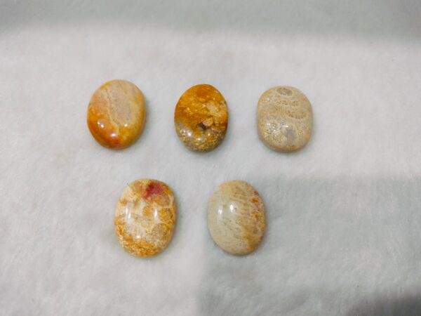 Sea Coral Fossil Lucky Ring Stone