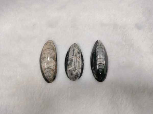 Orthoceras (Kuber)  Size 2 Inches