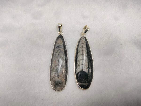 Orthoceras (Kuber) Pendant  Size 2 Inches